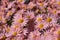 Stunning salmon pink, late flowering, chrysanthemum flowers. Photographed at RHS Wisley garden, Surrey UK.