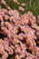 Stunning salmon pink, late flowering, chrysanthemum flowers. Photographed at RHS Wisley garden, Surrey UK.