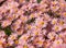 Stunning salmon pink, late flowering, chrysanthemum flowers. Photographed at RHS Wisley garden, Surrey UK.