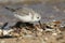 A stunning Sanderling Calidris alba searching for food along the shoreline at high tide.