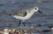 A stunning Sanderling Calidris alba searching for food along the shoreline at high tide.