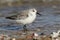 A stunning Sanderling Calidris alba searching for food along the shoreline at high tide.