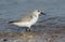 A stunning Sanderling Calidris alba searching for food along the shoreline at high tide.