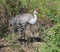 Stunning Sandhill Crane looking for a meal in a dense Florida forest near my home.