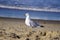 Stunning Seagull at Virginia Beach!