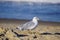 Stunning Seagull at Virginia Beach!