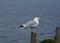 Stunning Seagull with a Yellow Beak on a Fence Post