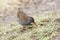 A stunning secretive Water Rail Rallus aquaticus searching for food along the bank of a lake.