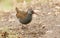 A stunning secretive Water Rail Rallus aquaticus searching for food along the bank of a lake.