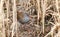 A stunning secretive Water Rail, Rallus aquaticus searching for food in the reed bed along the bank of a lake.