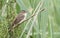 A stunning Sedge Warbler, Acrocephalus schoenobaenus, perched in the reeds singing.