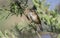 A stunning Sedge Warbler, Acrocephalus schoenobaenus, perched in a willow tree singing.