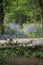 Stunning shallow depth of field bluebell forest landscape image