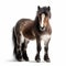 Stunning Shetland Pony Photo On White Background