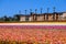 A stunning shot of acres of pink, yellow, white, purple and red flowers in the field with palm trees and other lush green trees