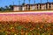 A stunning shot of acres of pink, yellow, white, purple and red flowers in the field with palm trees and other lush green trees