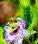 A stunning shot of a bee taking flight off a Hawaiian flower after pollination.