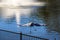 A stunning shot of a gray great white heron bird in flight over a lake with a water fountain in the center at The Commons Park