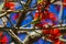 A stunning shot of a green humming bird in a Coral Tree with lush red flowers