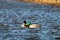 A stunning shot of a Mallard Duck on a lake during a cold January afternoon.