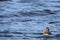 A stunning shot of a Mallard Duck on a lake during a cold January afternoon.