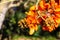 A stunning shot of a orange and brown Erythrina flower hanging from a tree