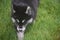 Stunning siberian husky puppy walking through grass