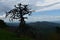 Stunning Silhouetted Tree on the Blue Ridge Mountains