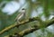 A stunning singing male Blackcap, Sylvia atricapilla, perched on a branch in a tree covered in lichen and moss.