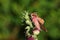 A stunning Small Elephant Hawk-moth Deilephila porcellus perching on a flower.