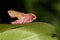 A stunning Small Elephant Hawk-moth Deilephila porcellus perching on a leaf.