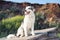 Stunning smart nice fluffy dog Australian Shepherd Aussie, standing on the rock on a sunny day