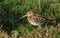 A stunning Snipe Gallinago gallinago standing on a small grassy mound.