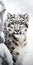 Stunning Snow Leopard Wallpaper: Capturing The Frozen Beauty