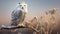 Stunning Snowy Owl Perched On Branch - Backlit Photography