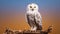 Stunning Snowy Owl Perched On Branch - Captivating Backlit Photography