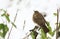 A stunning Song Thrush Turdus philomelos perched on a bush in a Snowstorm.