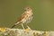 A stunning Song Thrush Turdus philomelos perched on a lichen covered branch.