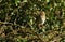 A stunning Song Thrush Turdus philomelos perched on a lichen covered branch with a background of ivy leaves.