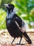 Stunning Spectacular Female Australian Magpie.