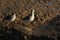 A stunning Spotted Redshank Tringa erythropus and a Redshank Tringa totanus standing on the bank of a muddy sea estuary where