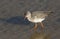 A stunning Spotted Redshank Tringa erythropus searching for food in a sea estuary.