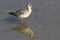 A stunning Spotted Redshank Tringa erythropus searching for food in a sea estuary.