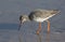 A stunning Spotted Redshank Tringa erythropus searching for food in a sea estuary.