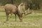 A stunning Stag Milu Deer also known as Pere David`s Deer Elaphurus davidianus grazing in a meadow.