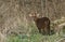 A stunning stag Muntjac Deer, Muntiacus reevesi, feeding at the edge of woodland.