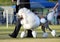 Stunning standard white poodle in show ring of dog show
