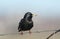 A stunning Starling Sturnus vulgaris perched on a barbed wire fence singing.