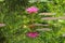 A stunning, straight and symmetrical, pink lotus, in full bloom, and its perfect reflection, in a large pond.