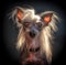 Stunning studio photos of the Chinese crested dog, capturing the elegance and grace of this unique breed